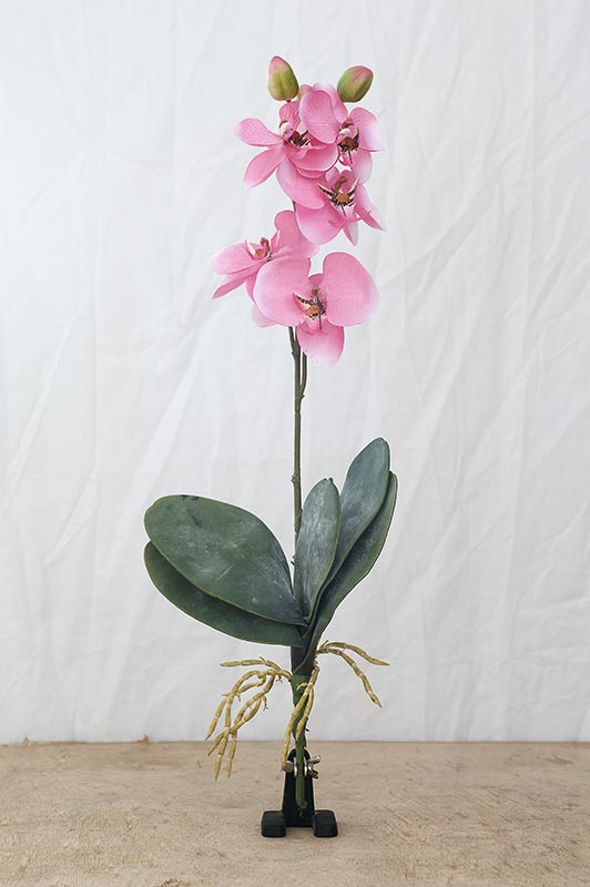 Orchidaceae