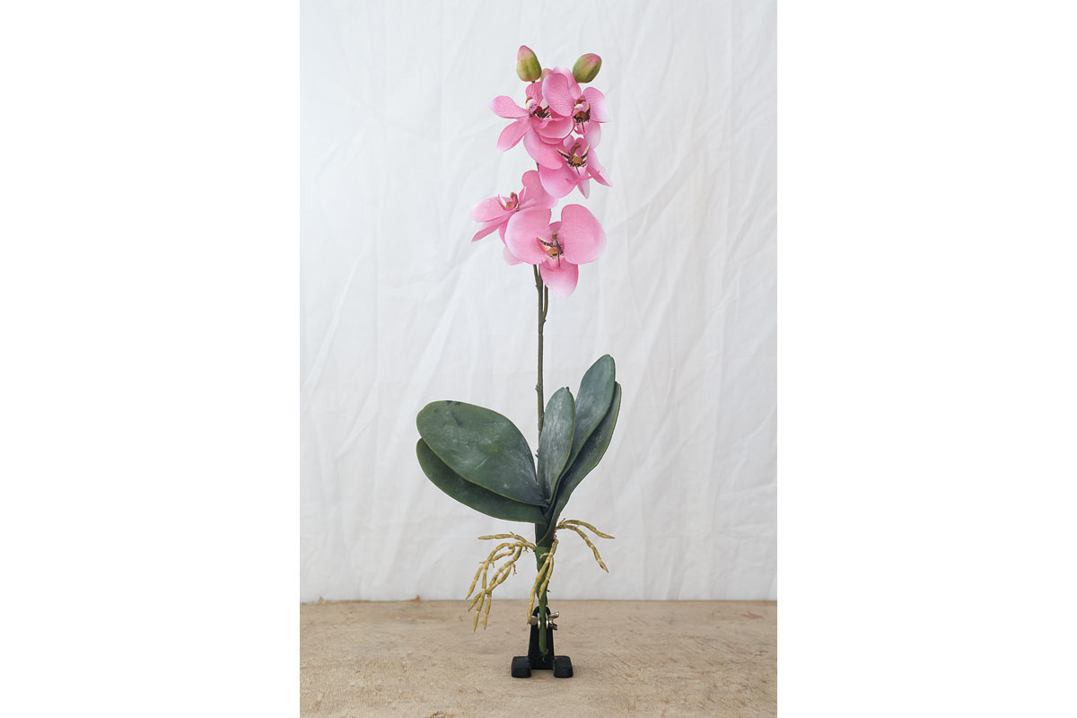 Karma: Orchidaceae