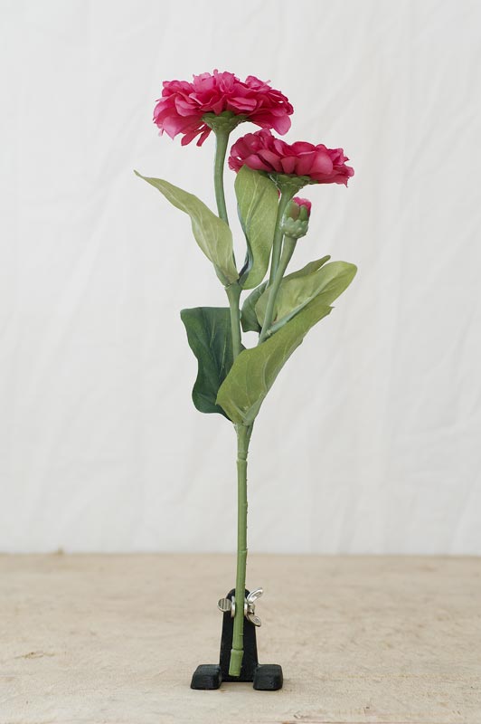 Zinnia violacea